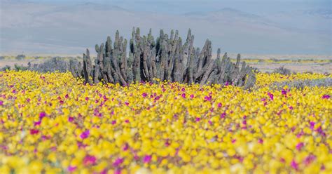  「The Wonders of Wild Flowers」：綻放於沙漠的自然詩篇與古老智慧