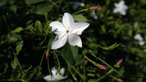  《Jasmine》： egyptian adolescence bloom under the moonlight